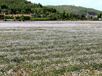 轮作增厚收益—东山光皮辣椒助力农民增收