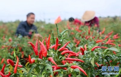 河南辣椒种植技术与管理经验分享