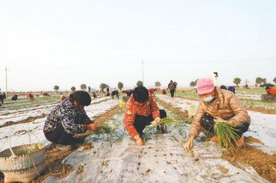 中国农民通过辣椒种植实现增收